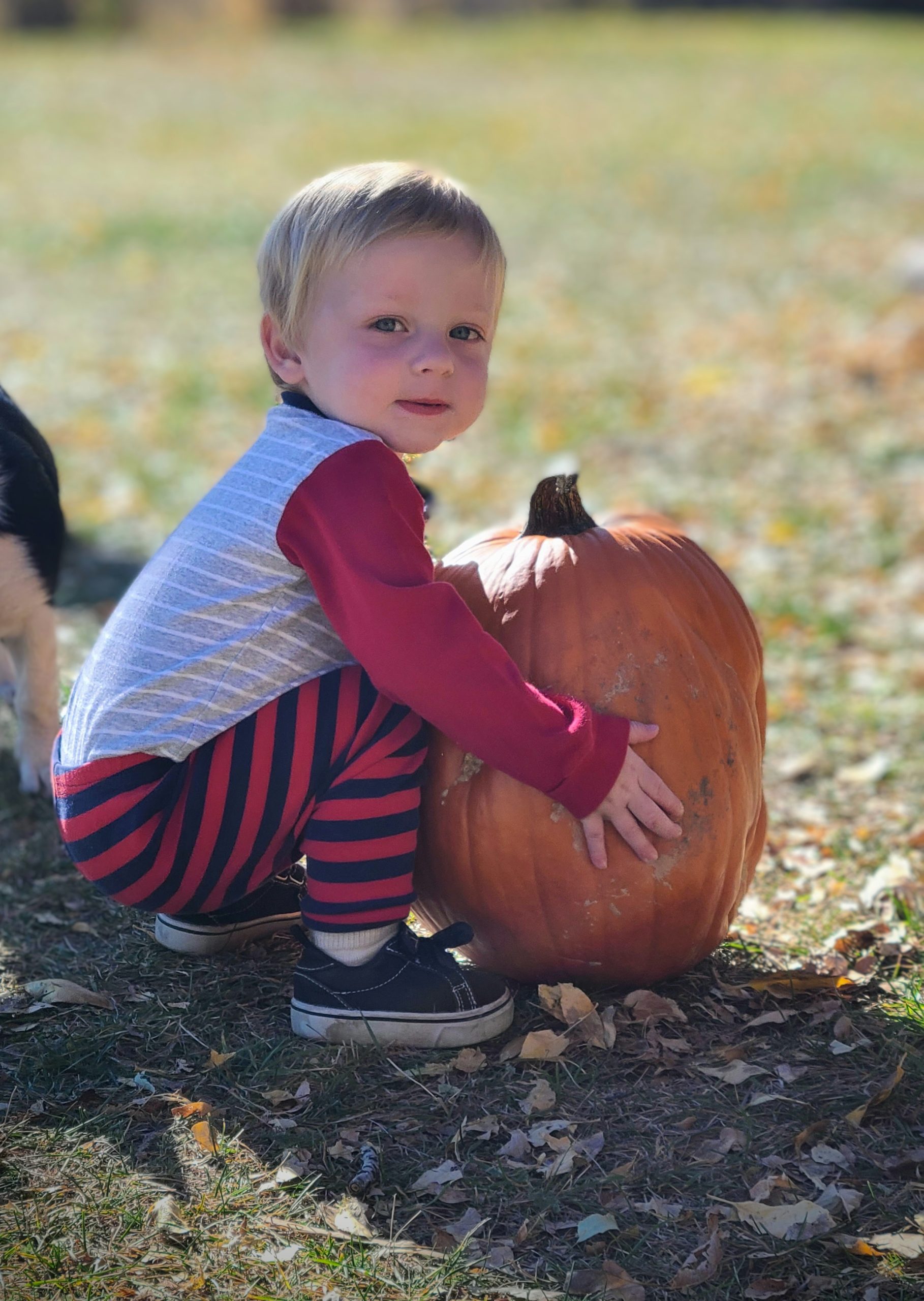 Kid picking pumpkin